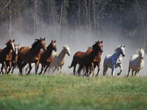 Horses running in field