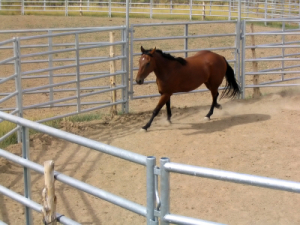 Horse Training 3